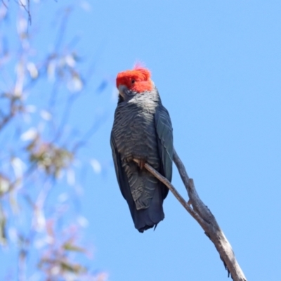 Callocephalon fimbriatum (Gang-gang Cockatoo) at Point 63 - 24 Sep 2023 by LydiaB