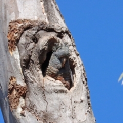 Callocephalon fimbriatum at Aranda, ACT - 24 Sep 2023