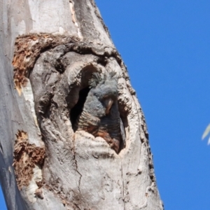 Callocephalon fimbriatum at Aranda, ACT - suppressed