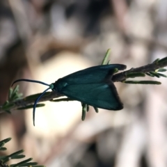 Pollanisus (genus) (A Forester Moth) at Googong Reservoir - 25 Sep 2023 by jb2602