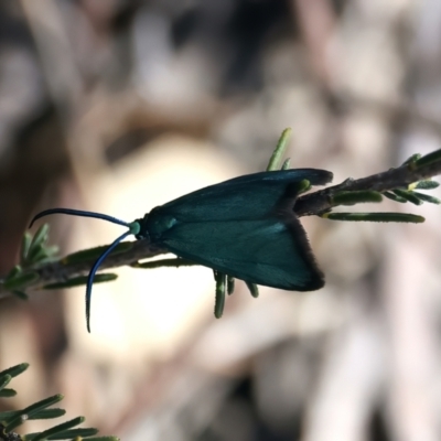 Pollanisus (genus) (A Forester Moth) at QPRC LGA - 25 Sep 2023 by jb2602