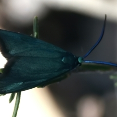 Pollanisus (genus) at Googong, NSW - 25 Sep 2023