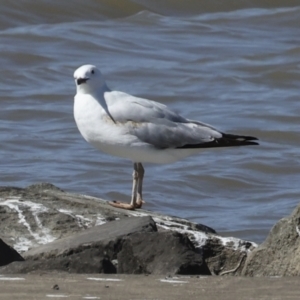 Chroicocephalus novaehollandiae at Molonglo, ACT - 20 Sep 2023