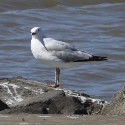 Chroicocephalus novaehollandiae (Silver Gull) at Coombs Ponds - 20 Sep 2023 by AlisonMilton
