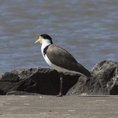 Vanellus miles (Masked Lapwing) at Molonglo, ACT - 20 Sep 2023 by AlisonMilton