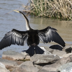 Anhinga novaehollandiae at Molonglo, ACT - 20 Sep 2023