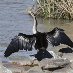 Anhinga novaehollandiae at Molonglo, ACT - 20 Sep 2023