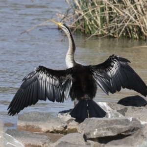 Anhinga novaehollandiae at Molonglo, ACT - 20 Sep 2023