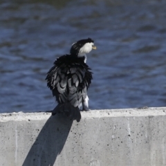 Microcarbo melanoleucos (Little Pied Cormorant) at Molonglo, ACT - 20 Sep 2023 by AlisonMilton