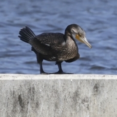 Phalacrocorax carbo (Great Cormorant) at Coombs Ponds - 20 Sep 2023 by AlisonMilton