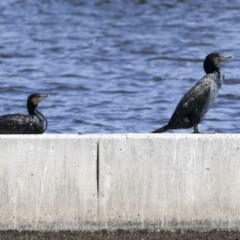 Phalacrocorax carbo at Molonglo, ACT - 20 Sep 2023