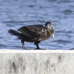 Phalacrocorax carbo at Molonglo, ACT - 20 Sep 2023