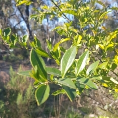 Ligustrum sp. (A Privet) at Mount Ainslie - 15 Sep 2023 by HappyWanderer