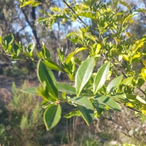 Ligustrum sp. at Campbell, ACT - 16 Sep 2023 08:08 AM