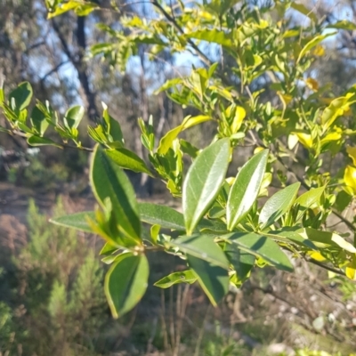 Ligustrum sp. (A Privet) at Campbell, ACT - 15 Sep 2023 by HappyWanderer