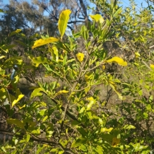 Ligustrum sp. at Campbell, ACT - 16 Sep 2023