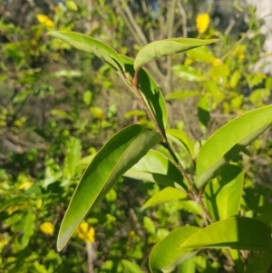 Ligustrum sp. at Campbell, ACT - 16 Sep 2023 08:08 AM