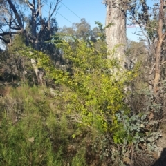 Ligustrum sp. at Campbell, ACT - 16 Sep 2023