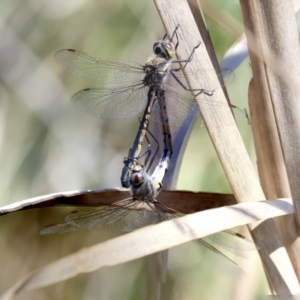 Hemicordulia tau at Coombs Ponds - 20 Sep 2023 12:28 PM