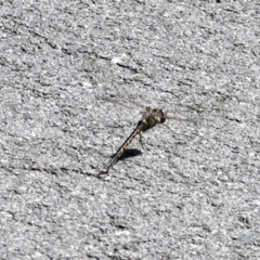 Hemicordulia tau at Coombs Ponds - 20 Sep 2023 12:28 PM