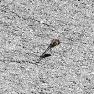 Hemicordulia tau at Coombs Ponds - 20 Sep 2023 12:28 PM