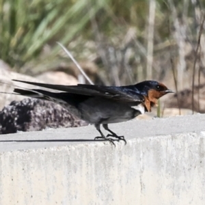 Hirundo neoxena at Coombs, ACT - 20 Sep 2023 02:19 PM