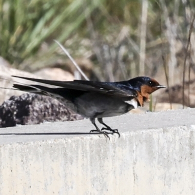 Hirundo neoxena (Welcome Swallow) at Coombs, ACT - 20 Sep 2023 by AlisonMilton
