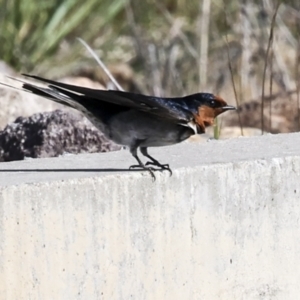 Hirundo neoxena at Coombs, ACT - 20 Sep 2023 02:19 PM