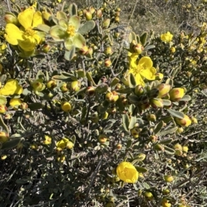 Hibbertia obtusifolia at Gungahlin, ACT - 25 Sep 2023