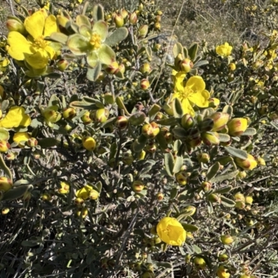Hibbertia obtusifolia (Grey Guinea-flower) at Gungahlin, ACT - 25 Sep 2023 by Pirom