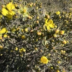 Hibbertia obtusifolia (Grey Guinea-flower) at Goorooyarroo NR (ACT) - 25 Sep 2023 by Pirom