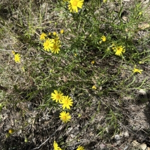 Senecio madagascariensis at Kenny, ACT - 25 Sep 2023 01:57 PM