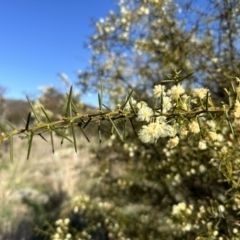 Acacia genistifolia (Early Wattle) at Goorooyarroo NR (ACT) - 25 Sep 2023 by Pirom