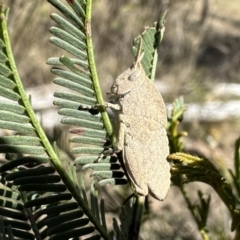 Goniaea australasiae (Gumleaf grasshopper) at Gungahlin, ACT - 25 Sep 2023 by Pirom