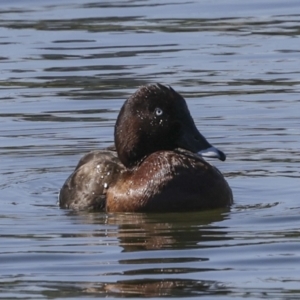 Aythya australis at Coombs, ACT - 20 Sep 2023 02:30 PM