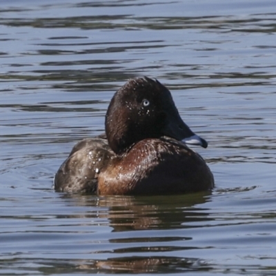 Aythya australis (Hardhead) at Coombs, ACT - 20 Sep 2023 by AlisonMilton