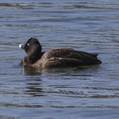 Aythya australis at Coombs, ACT - 20 Sep 2023