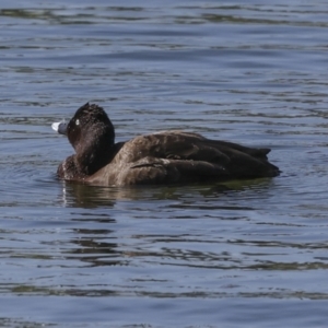 Aythya australis at Coombs, ACT - 20 Sep 2023