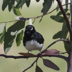 Rhipidura leucophrys (Willie Wagtail) at Coombs, ACT - 20 Sep 2023 by AlisonMilton