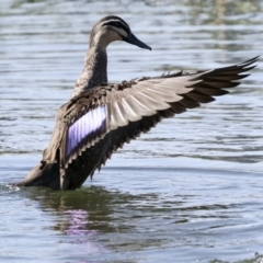 Anas superciliosa (Pacific Black Duck) at Coombs, ACT - 20 Sep 2023 by AlisonMilton