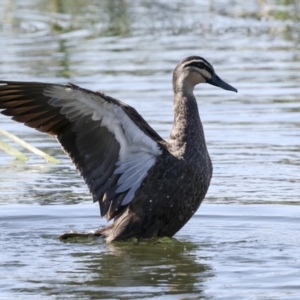 Anas superciliosa at Coombs, ACT - 20 Sep 2023 02:30 PM