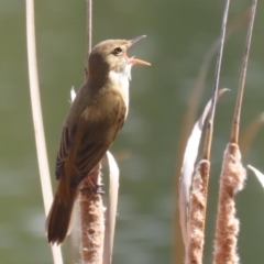 Acrocephalus australis (Australian Reed-Warbler) at Isabella Plains, ACT - 25 Sep 2023 by RodDeb