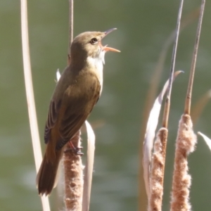 Acrocephalus australis at Isabella Plains, ACT - 25 Sep 2023 12:34 PM