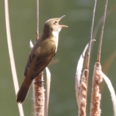 Acrocephalus australis at Isabella Plains, ACT - 25 Sep 2023