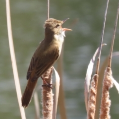 Acrocephalus australis at Isabella Plains, ACT - 25 Sep 2023 12:34 PM