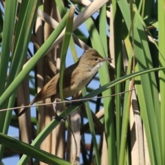 Acrocephalus australis at Isabella Plains, ACT - 25 Sep 2023