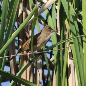 Acrocephalus australis at Isabella Plains, ACT - 25 Sep 2023 12:34 PM