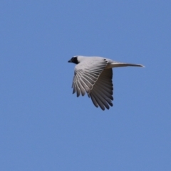 Coracina novaehollandiae (Black-faced Cuckooshrike) at Upper Stranger Pond - 25 Sep 2023 by RodDeb