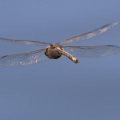 Anax papuensis (Australian Emperor) at Upper Stranger Pond - 25 Sep 2023 by RodDeb