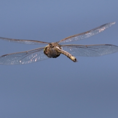 Anax papuensis (Australian Emperor) at Isabella Plains, ACT - 25 Sep 2023 by RodDeb